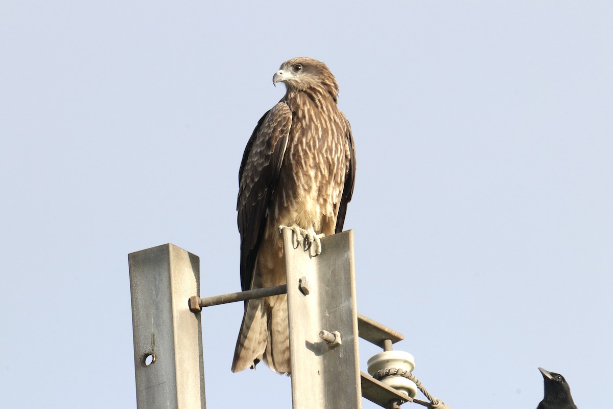 Black Kite - ML647063952