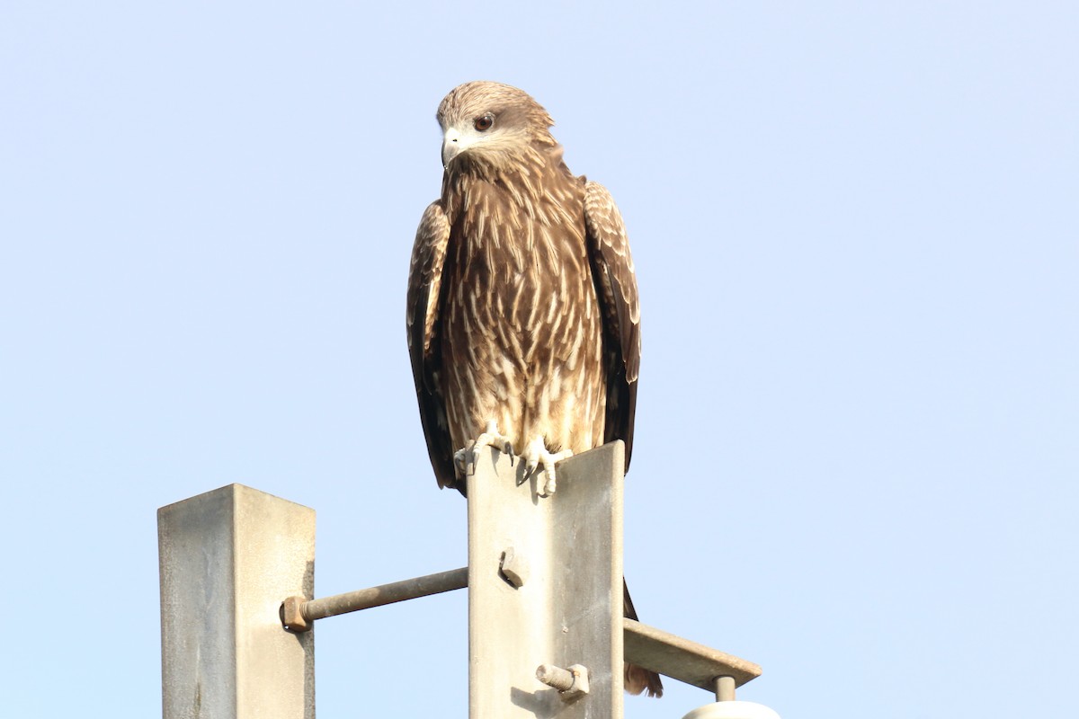 Black Kite - ML647063953