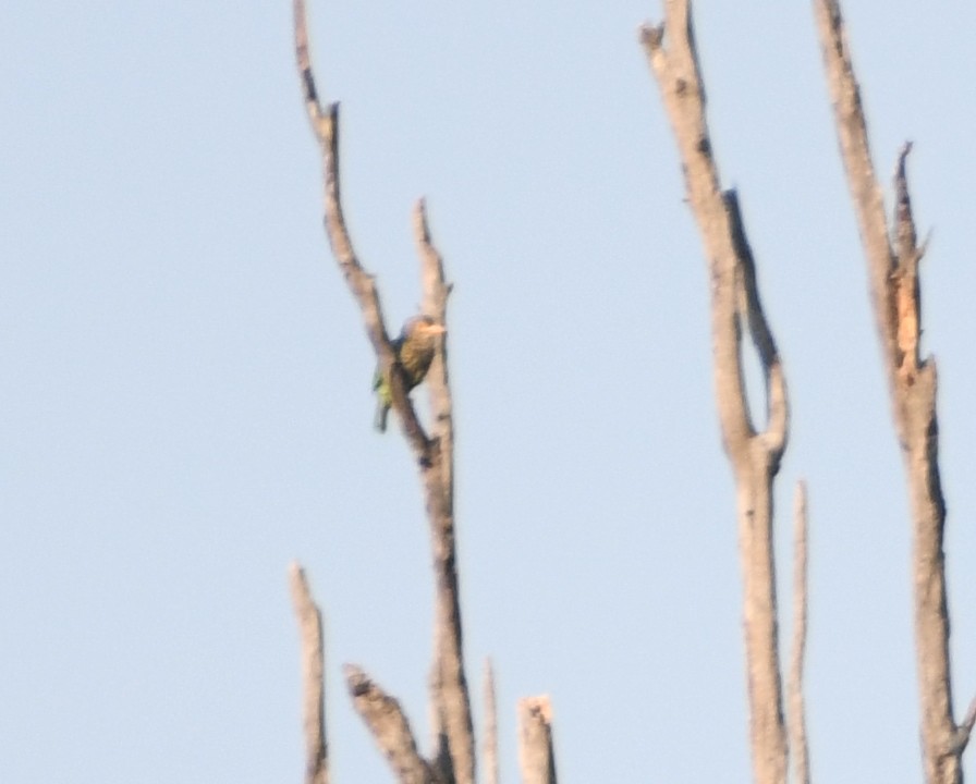 Полосатый бородастик - ML647063954