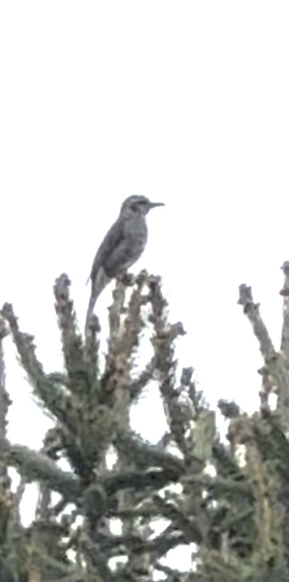 Brown-eared Bulbul - ML647063955