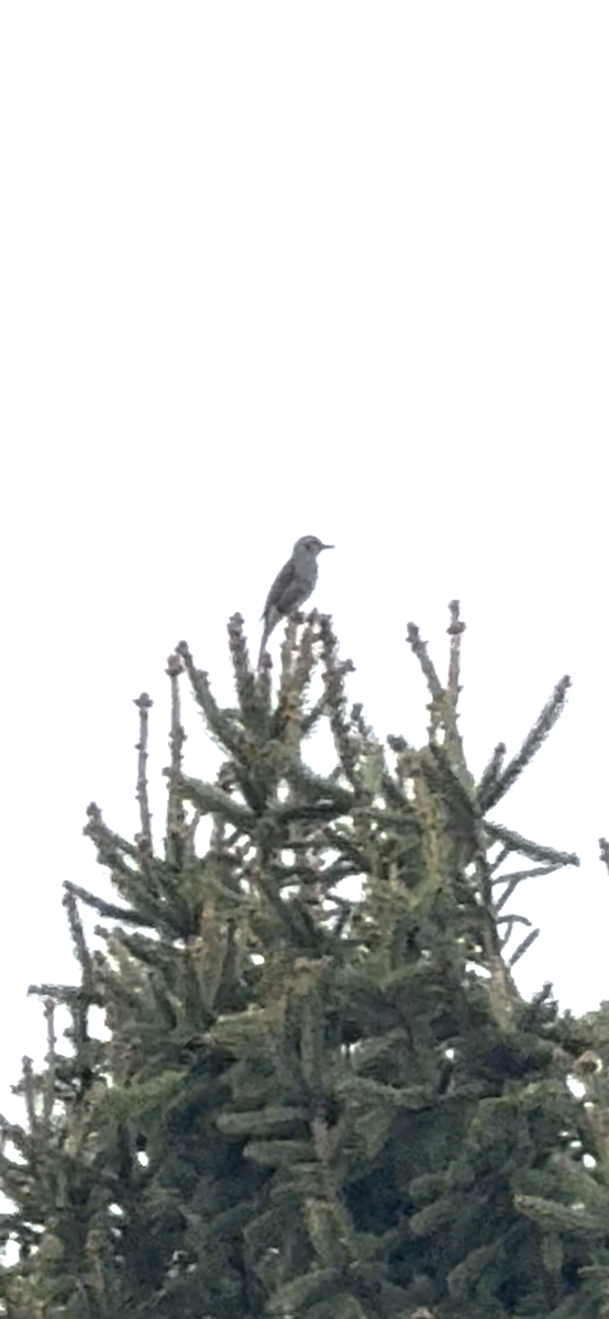 Brown-eared Bulbul - ML647063956