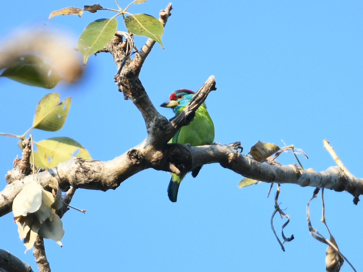 Blue-throated Barbet - ML647063957