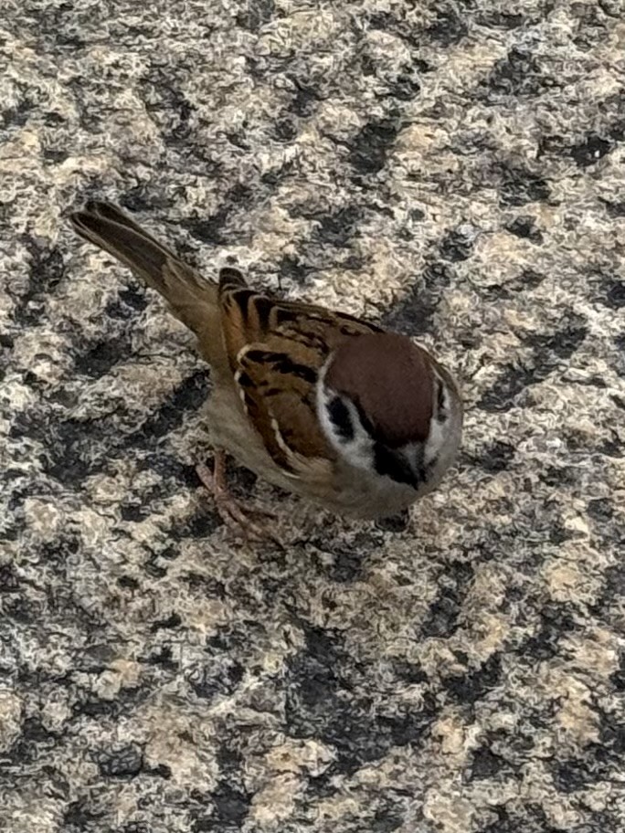 Eurasian Tree Sparrow - ML647063958
