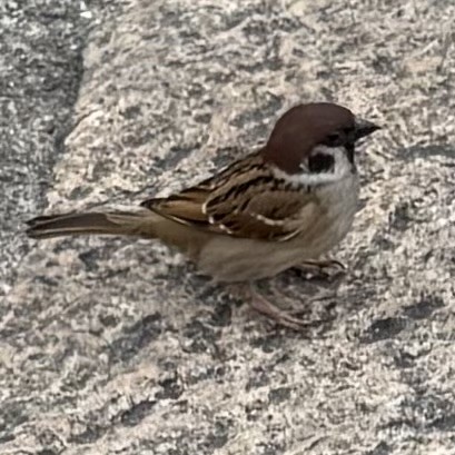 Eurasian Tree Sparrow - ML647063959