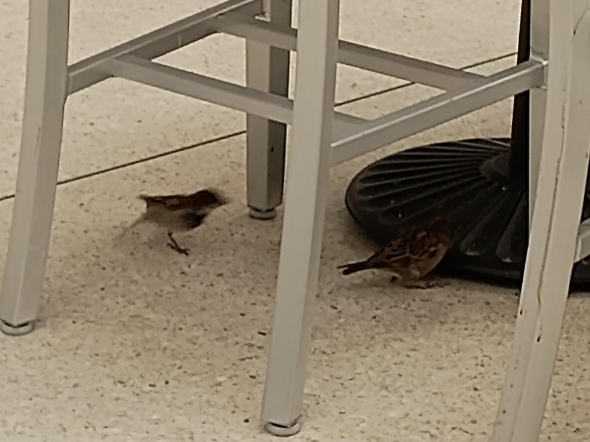 House Sparrow - ML647063960