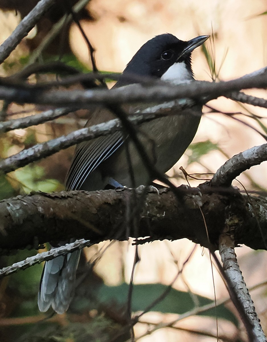 White-cheeked Laughingthrush - ML647063961