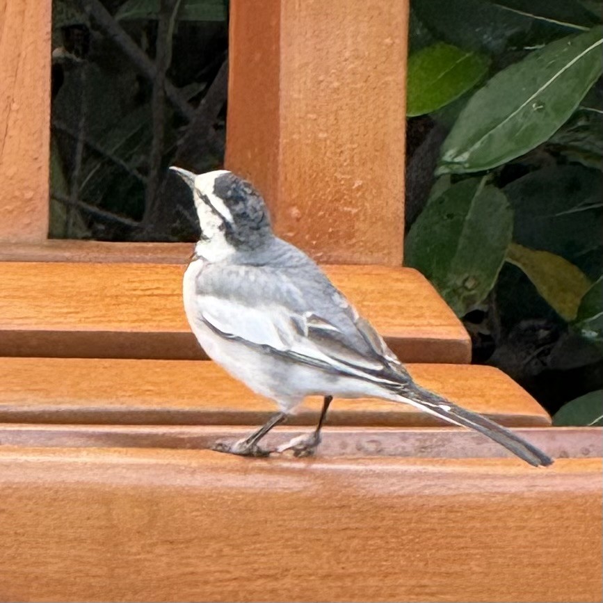 White Wagtail - ML647063962