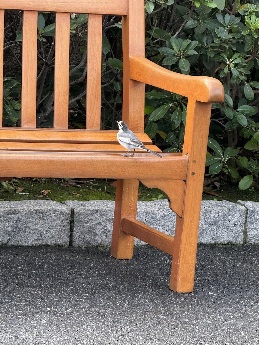 White Wagtail - ML647063963