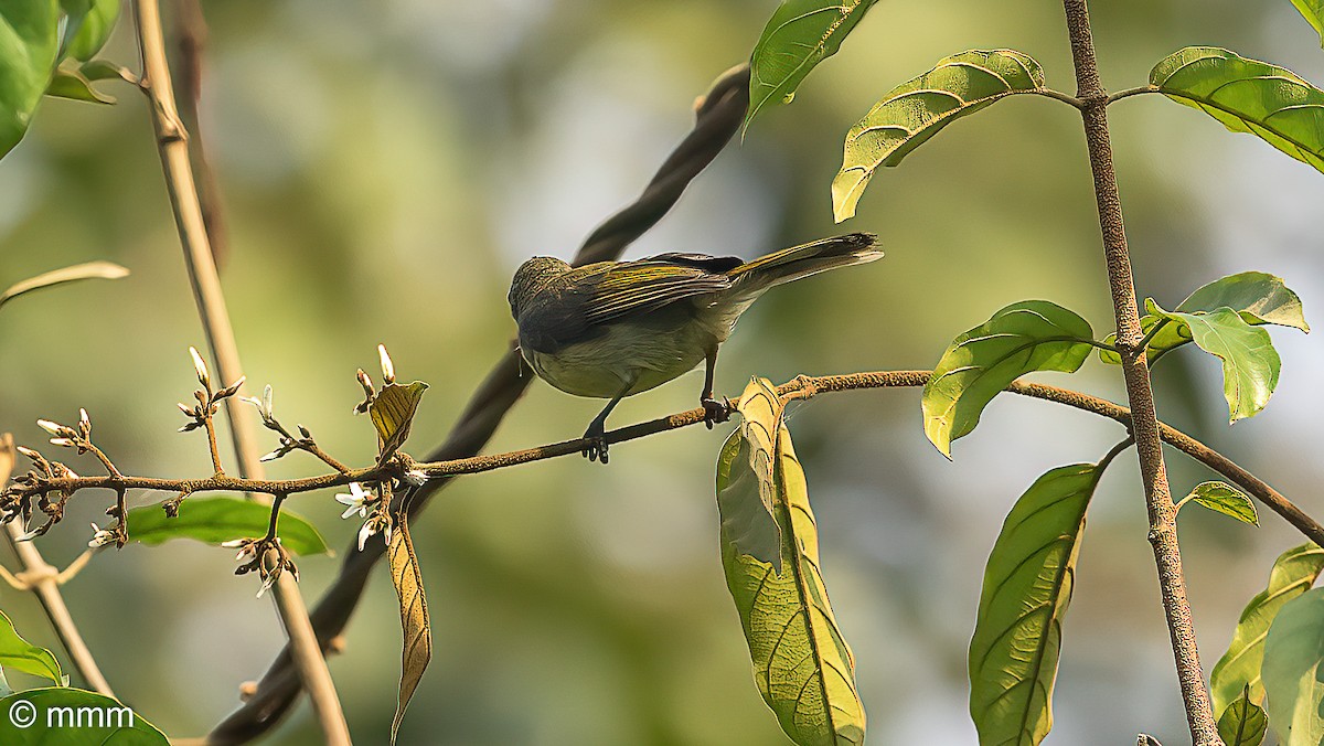 Olive Sunbird - ML647063964