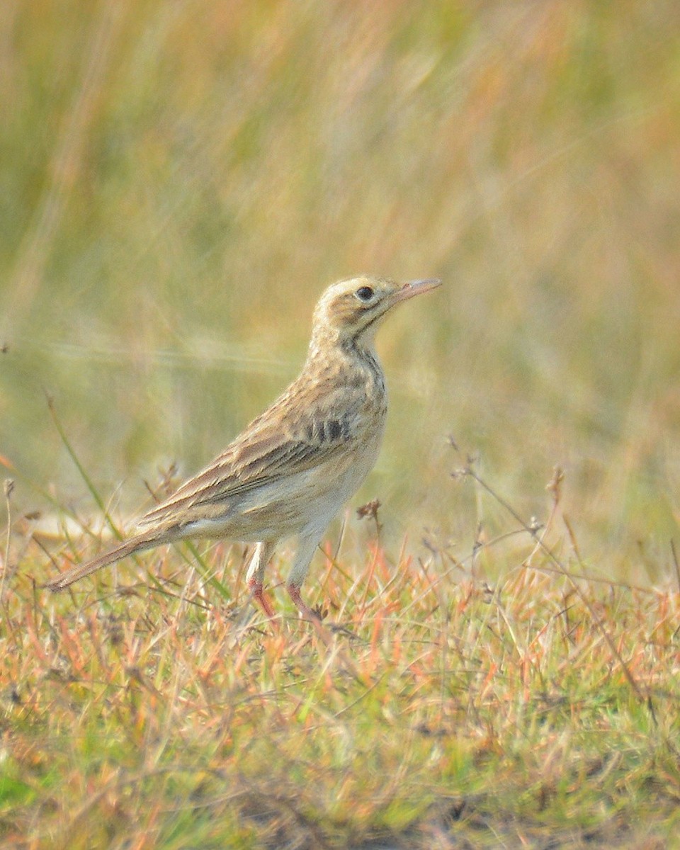 Richard's Pipit - ML647063965