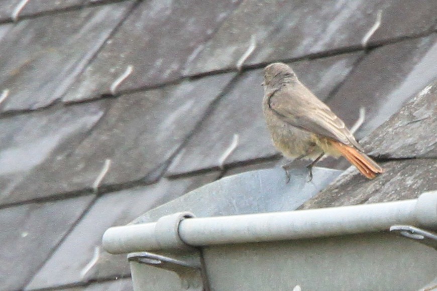 Black Redstart (Western) - ML647063966