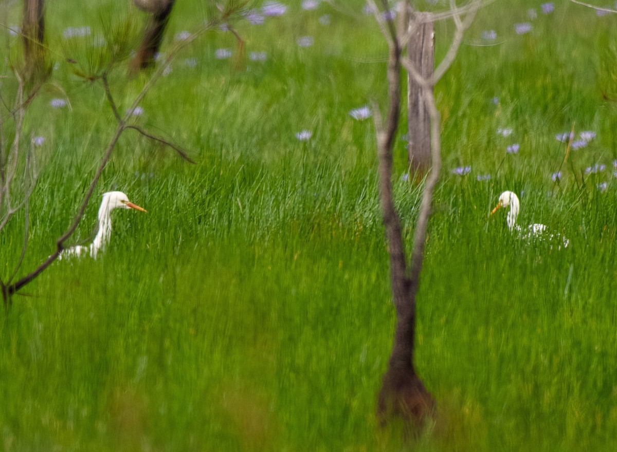 Plumed Egret - ML647063968