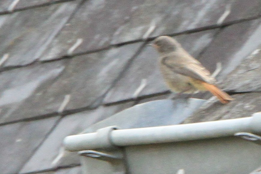 Black Redstart (Western) - ML647063969