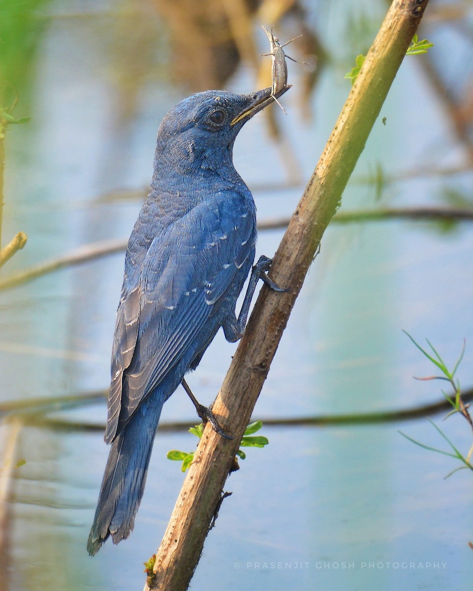 Blue Rock-Thrush - ML647063971