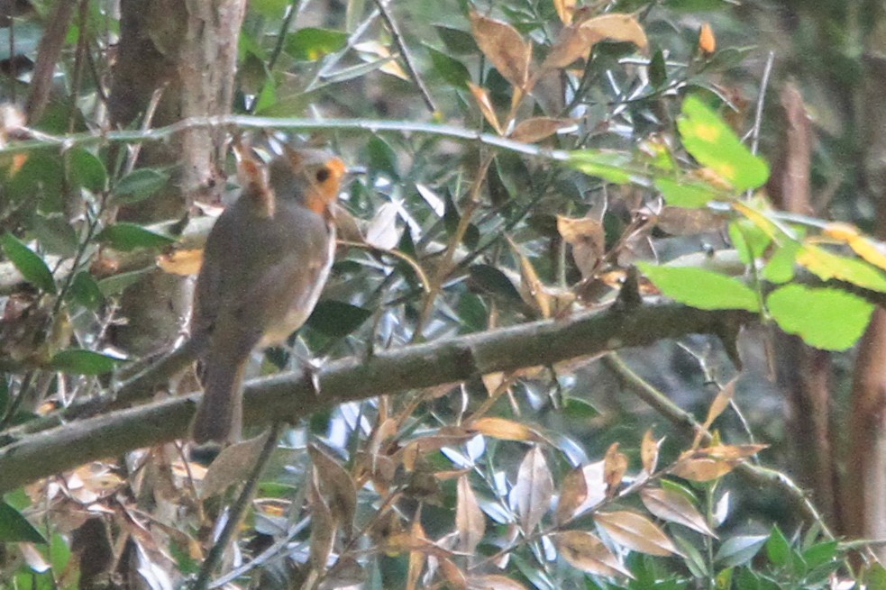 European Robin - ML647063972