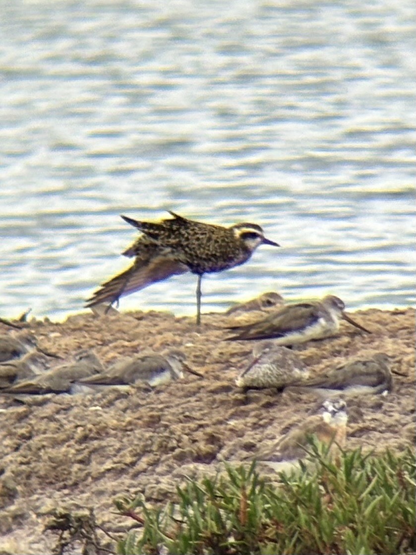 Pacific Golden-Plover - ML647063974