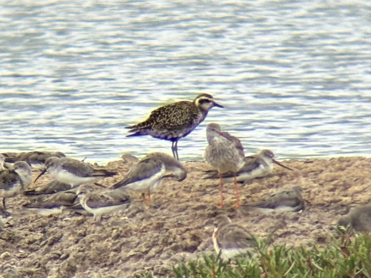 Pacific Golden-Plover - ML647063975