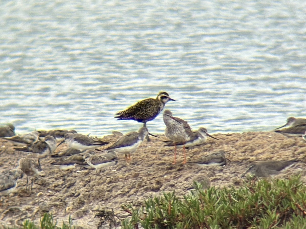 Pacific Golden-Plover - ML647063976