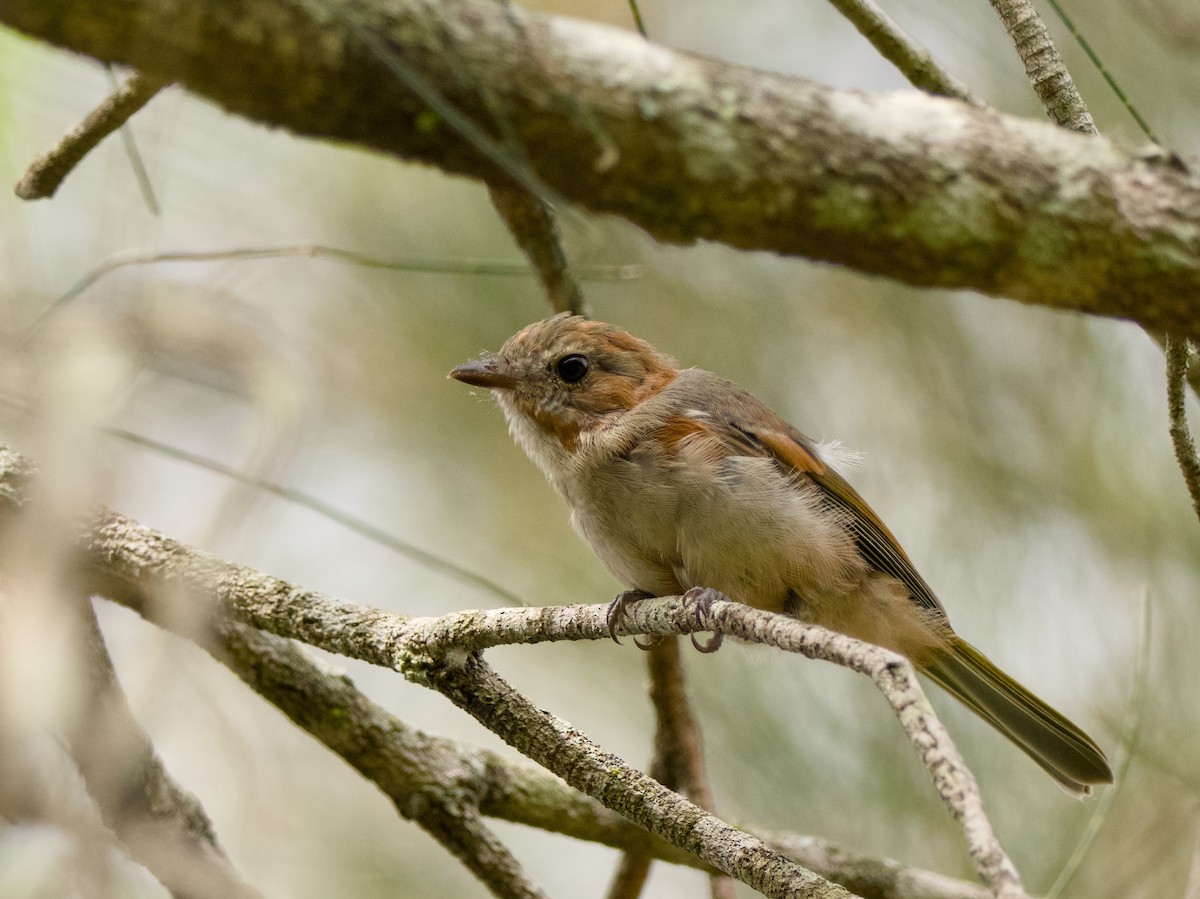 Golden Whistler (Eastern) - ML647063977