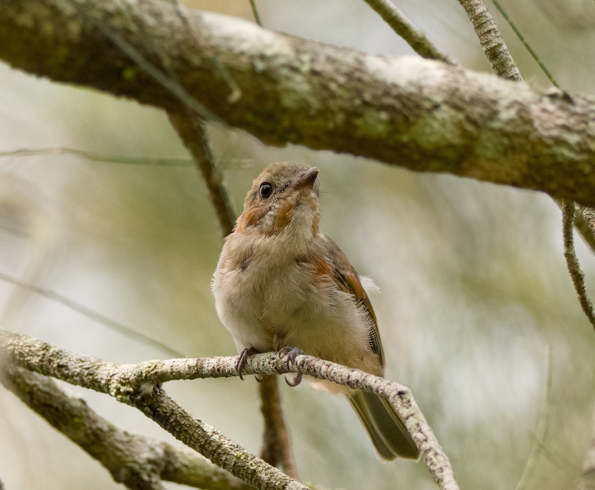 Golden Whistler (Eastern) - ML647063978