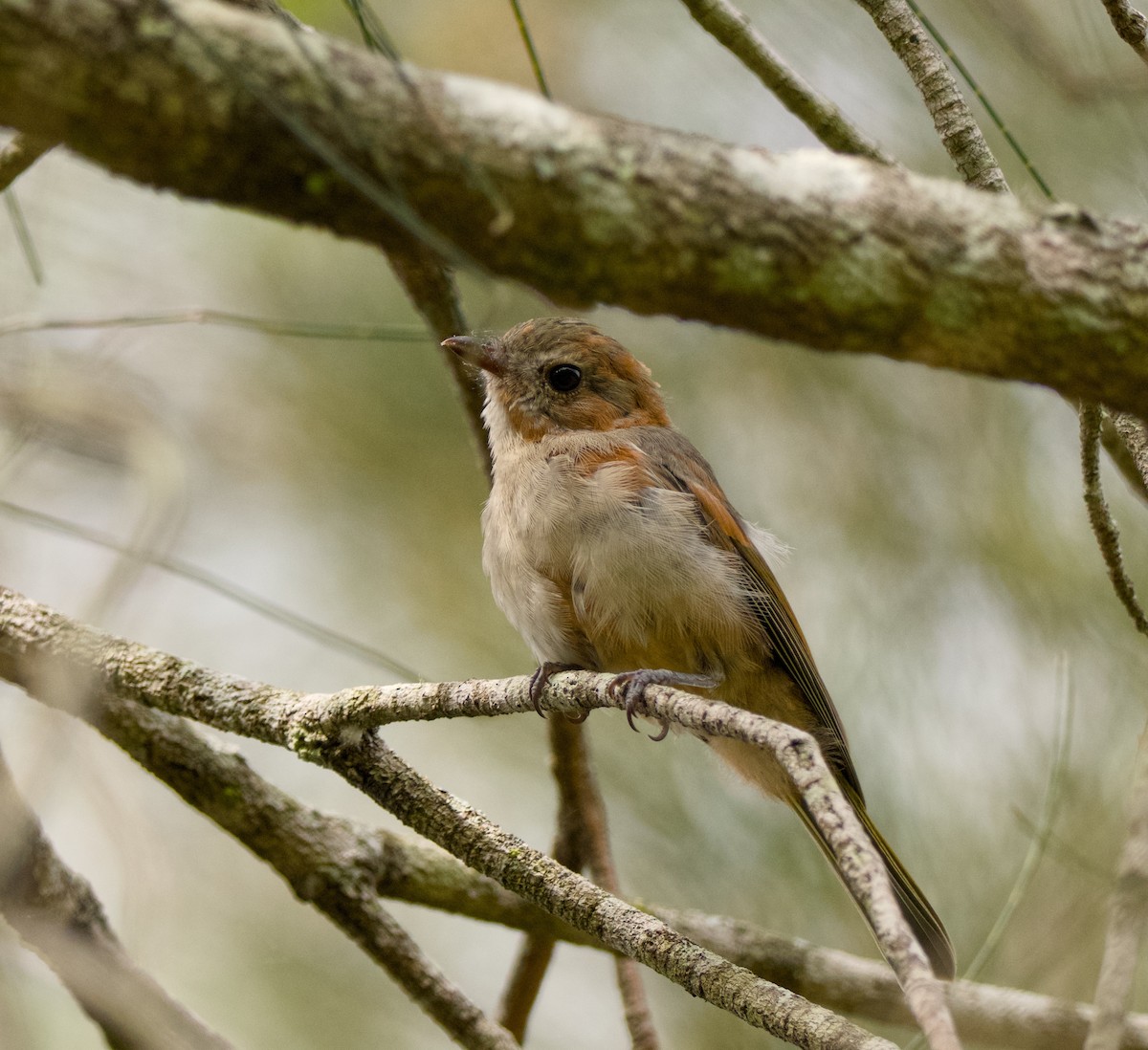 Golden Whistler (Eastern) - ML647063979