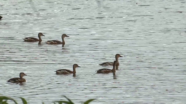 Странствующая древесная утка - ML647063980