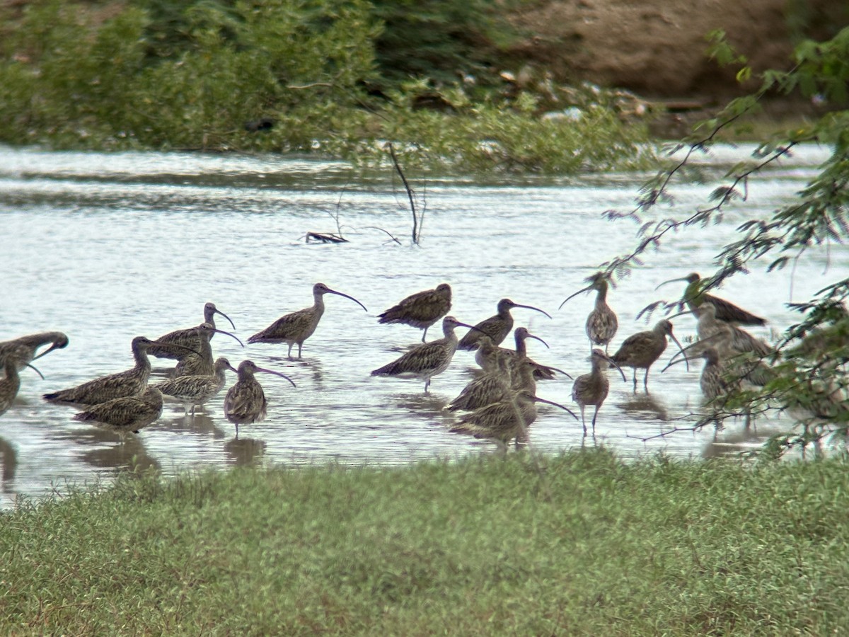 curlew sp. - ML647063981