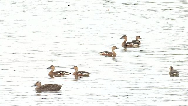 Странствующая древесная утка - ML647063982