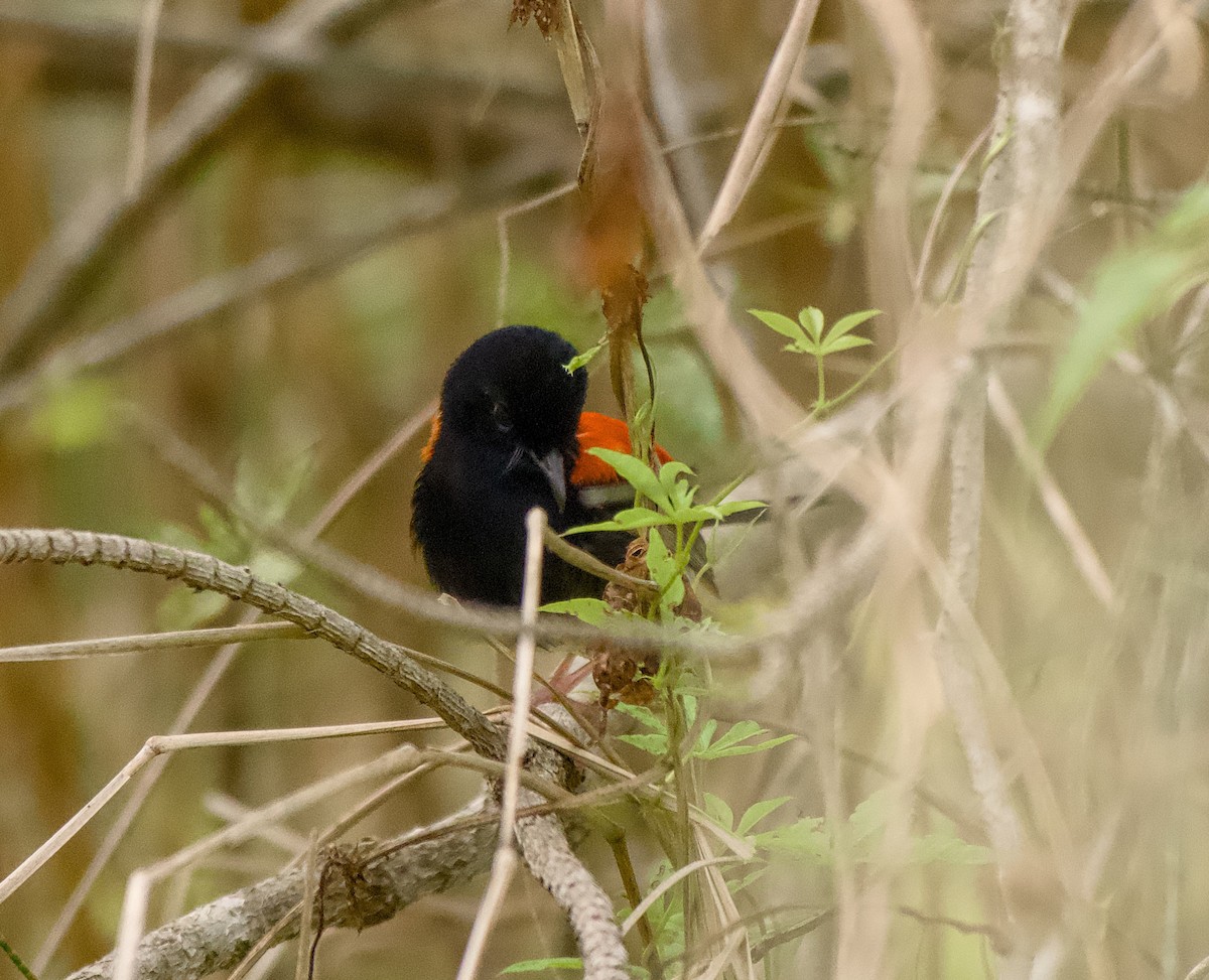 Red-backed Fairywren - ML647063983