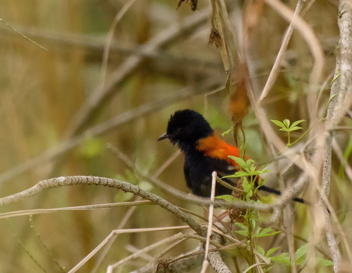 Red-backed Fairywren - ML647063984