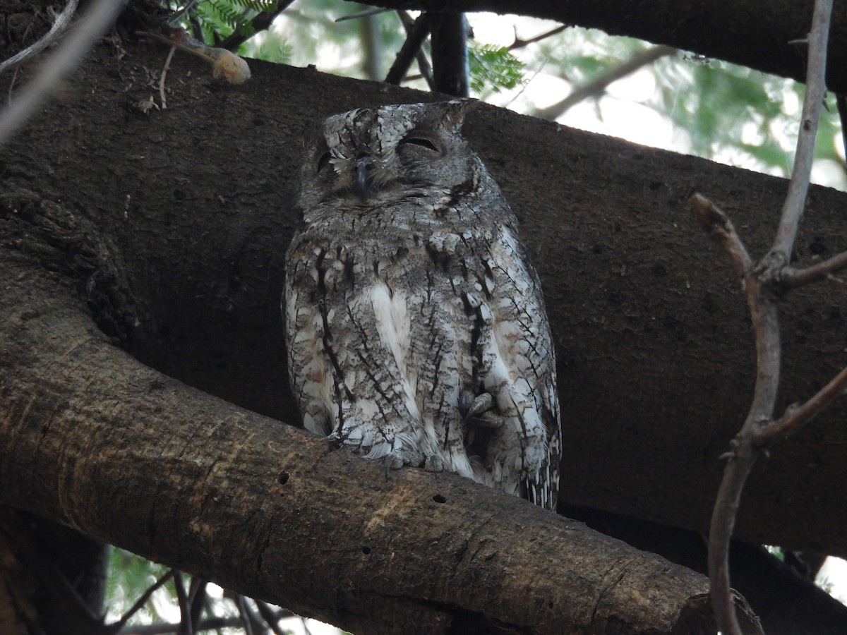 African Scops-Owl - ML647063986