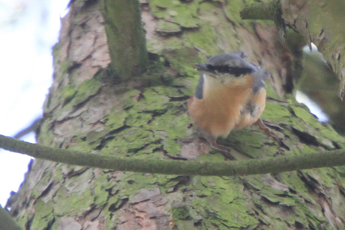 Eurasian Nuthatch (Western) - ML647063987