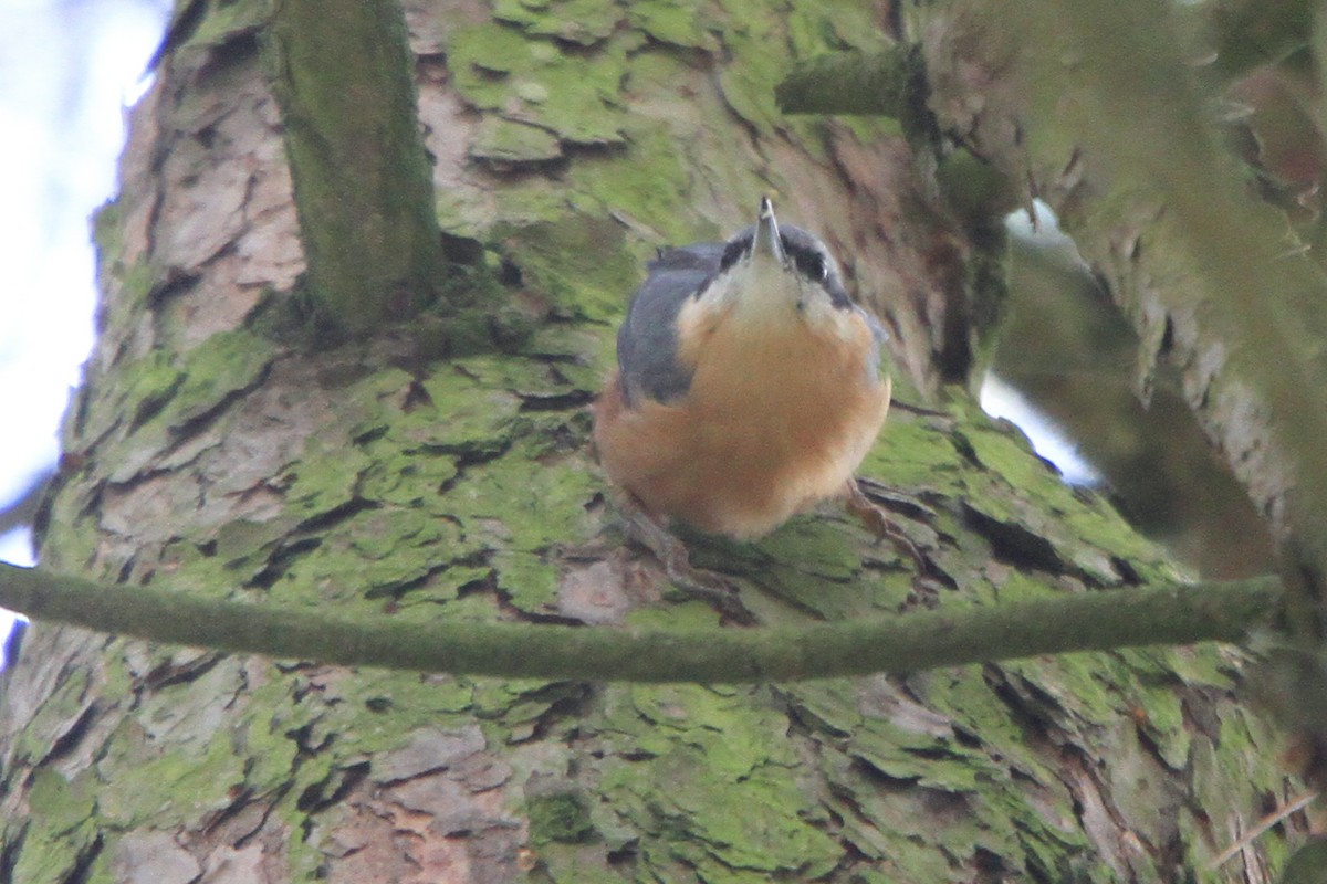 Eurasian Nuthatch (Western) - ML647063988