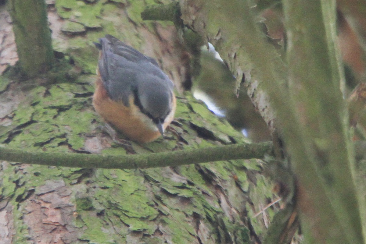 Eurasian Nuthatch (Western) - ML647063989