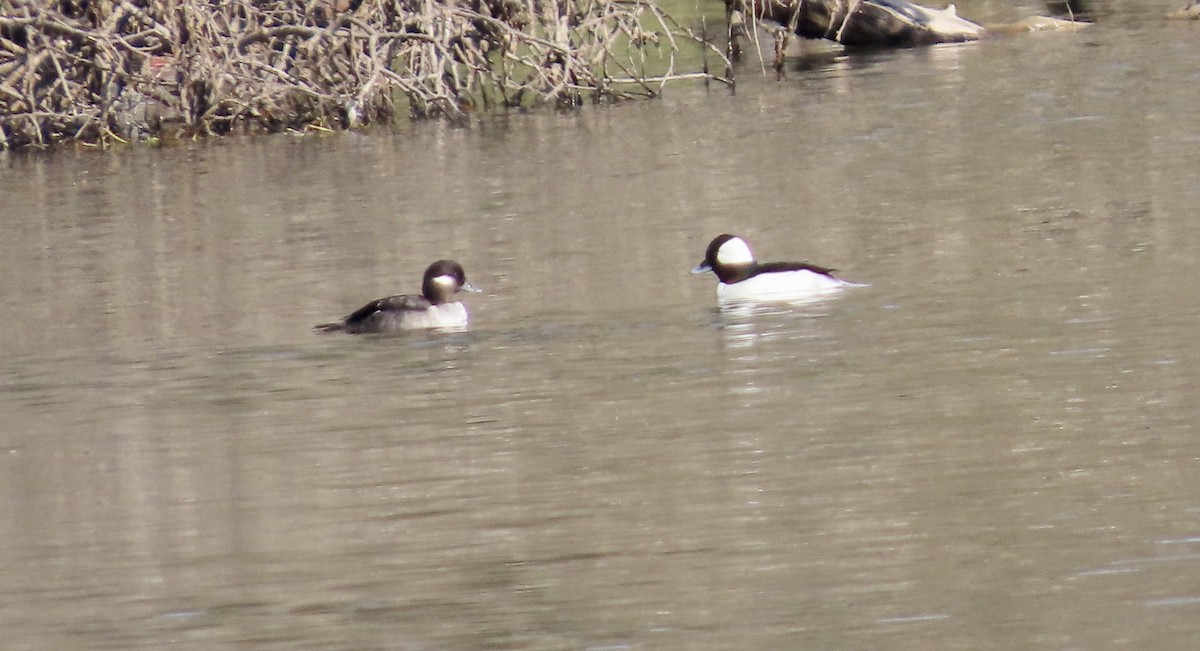 Bufflehead - ML647063999