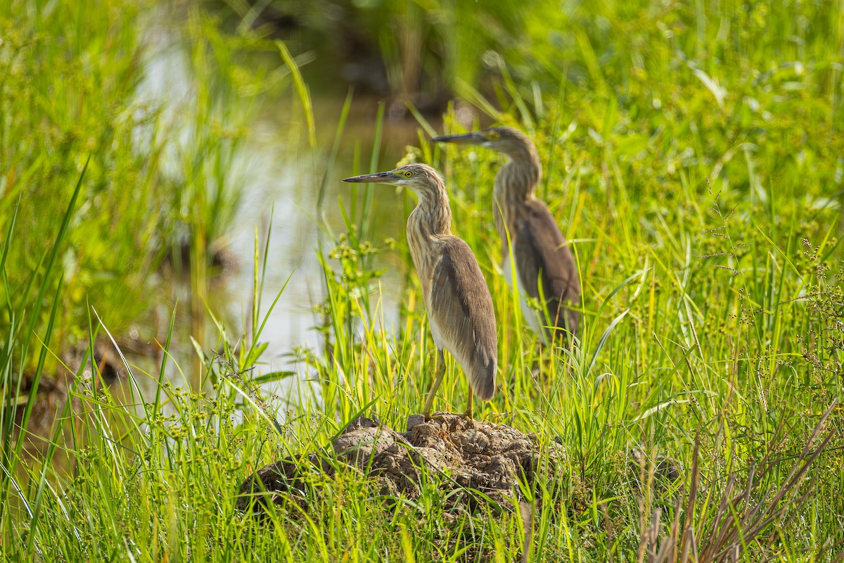 Javan Pond-Heron - ML647064000