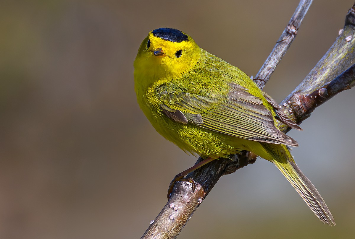 Wilson's Warbler - ML647064003