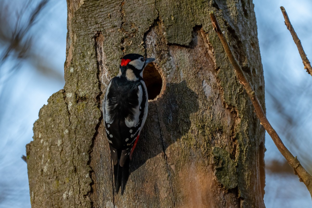Great Spotted Woodpecker (Great Spotted) - ML647064009