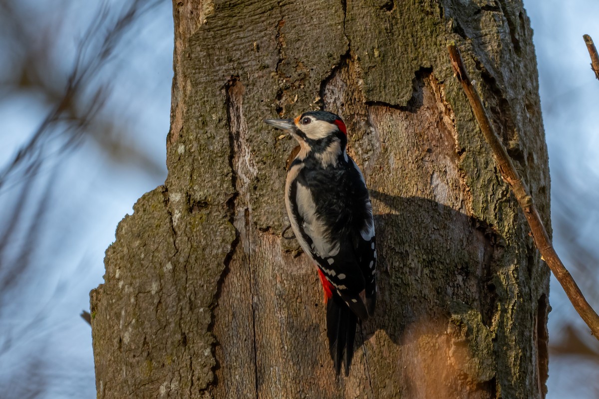Great Spotted Woodpecker (Great Spotted) - ML647064010