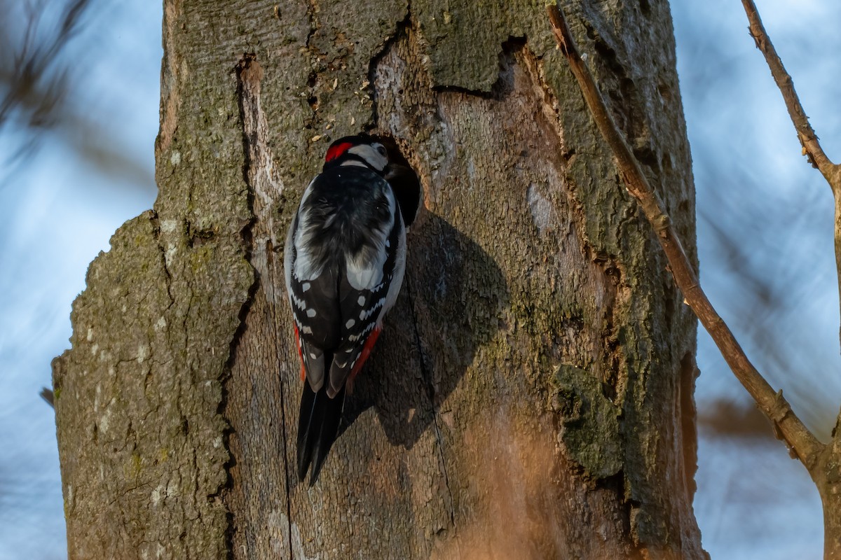 Great Spotted Woodpecker (Great Spotted) - ML647064011