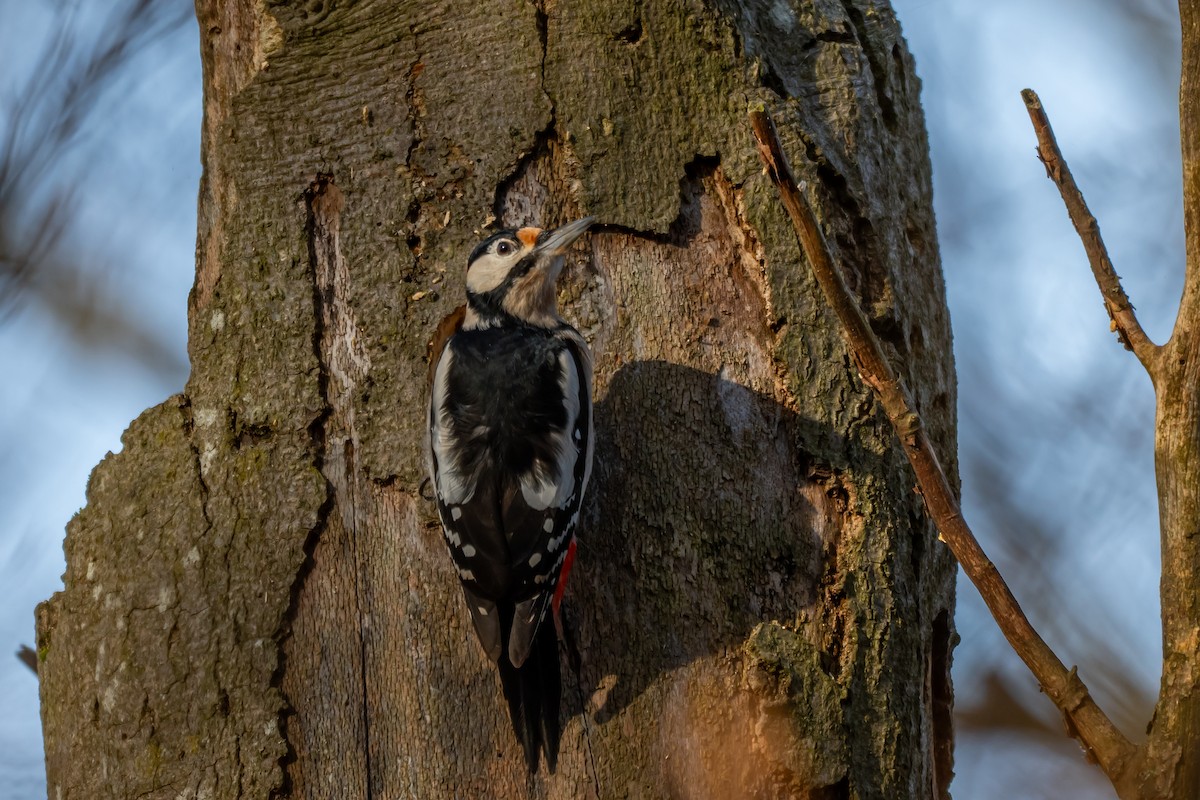 Great Spotted Woodpecker (Great Spotted) - ML647064012