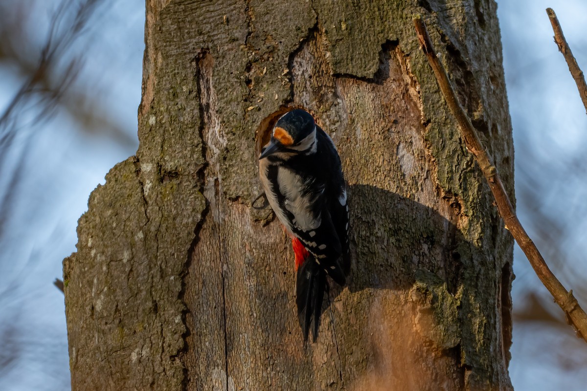 Great Spotted Woodpecker (Great Spotted) - ML647064013