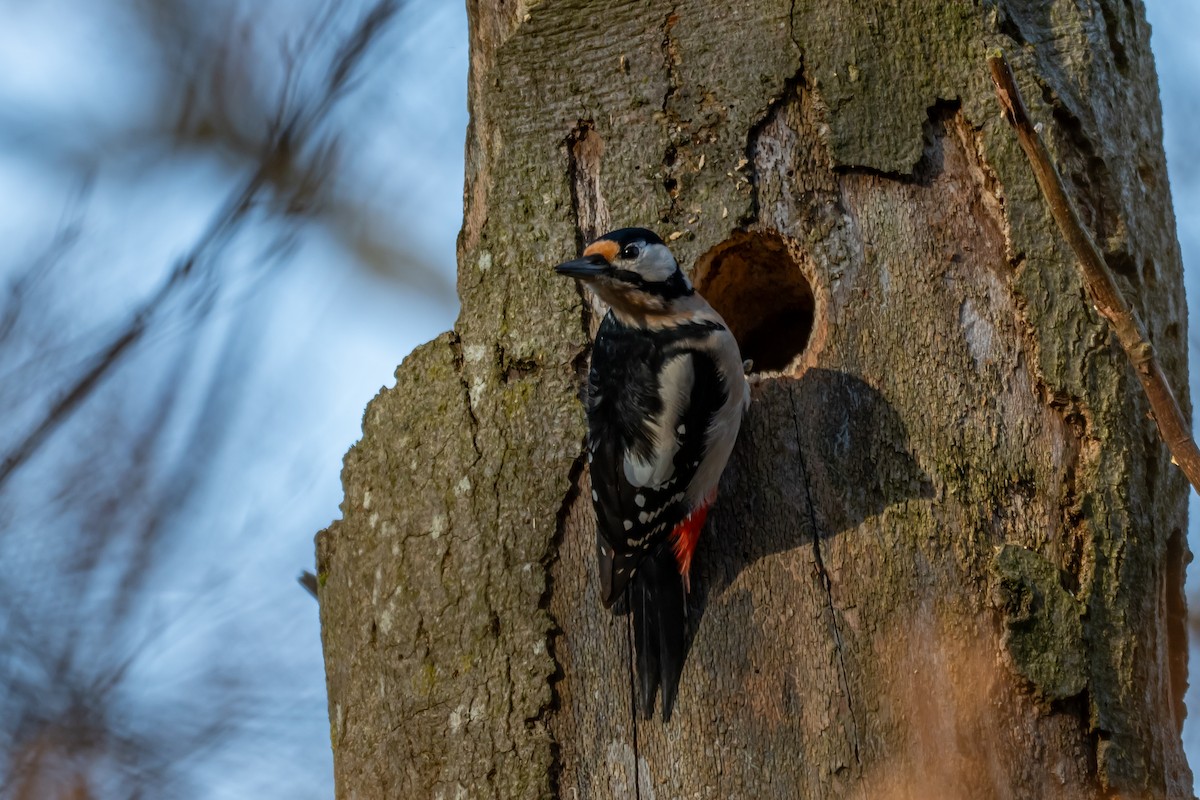 Great Spotted Woodpecker (Great Spotted) - ML647064014