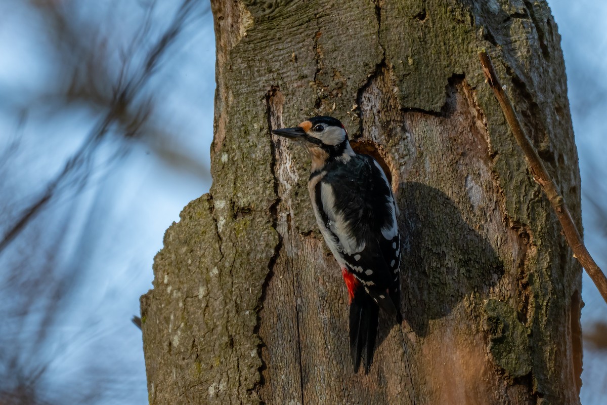 Great Spotted Woodpecker (Great Spotted) - ML647064016