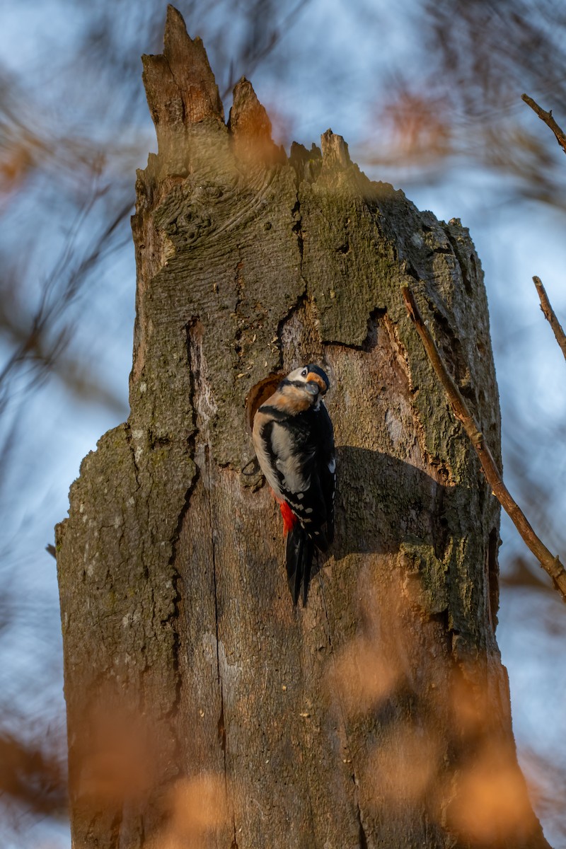 Great Spotted Woodpecker (Great Spotted) - ML647064017