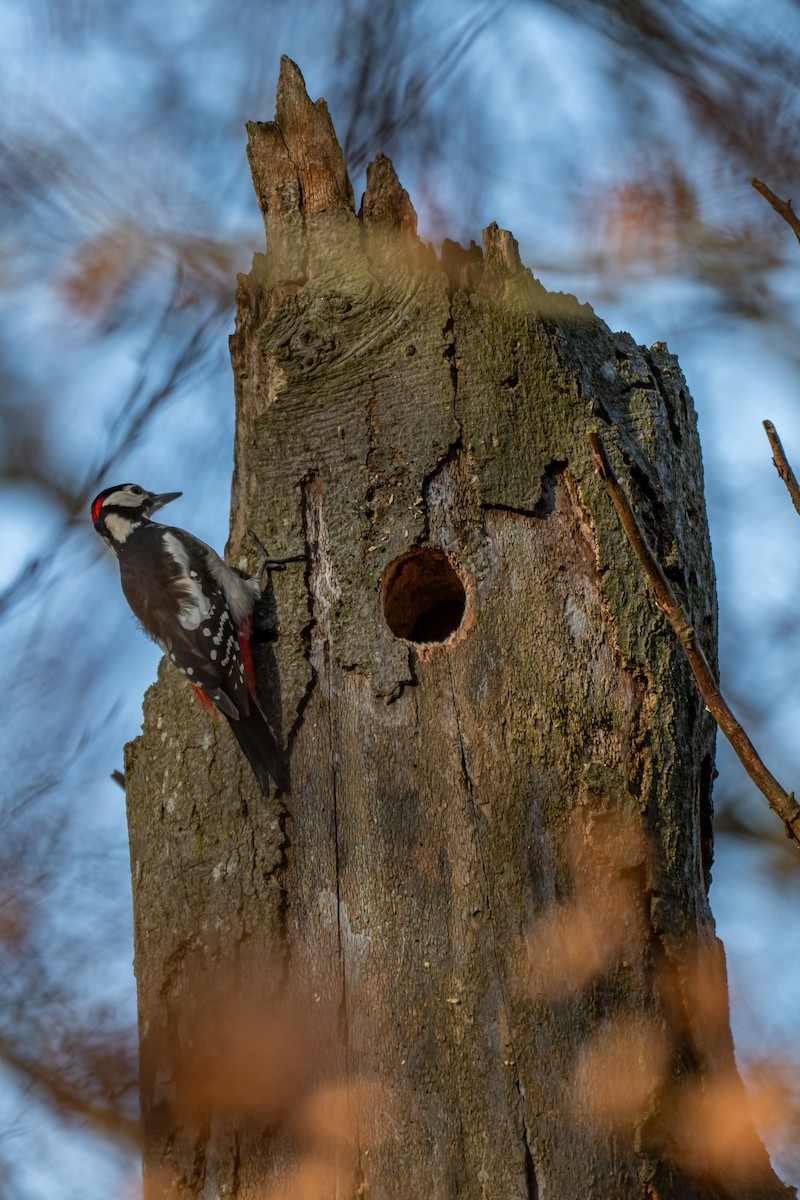 Great Spotted Woodpecker (Great Spotted) - ML647064018