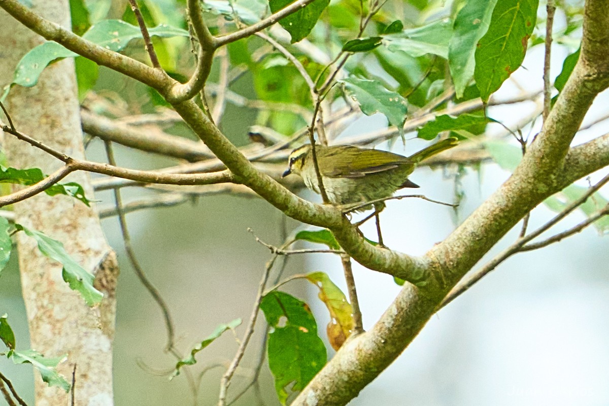 Green Hylia - ML647064020