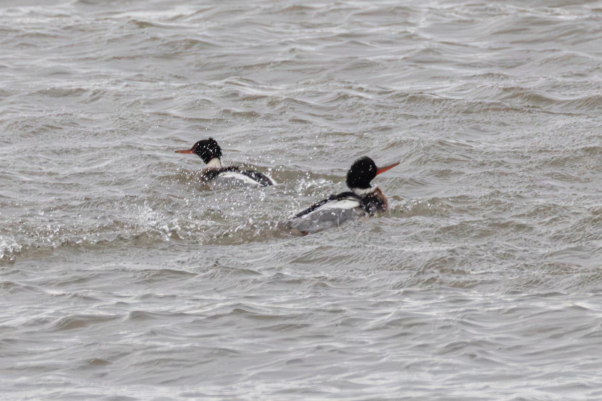 מרגון בינוני - ML647064023