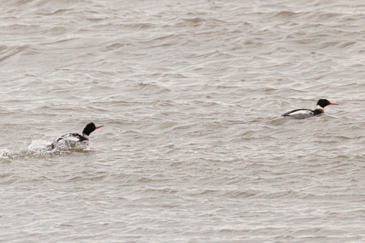 מרגון בינוני - ML647064024