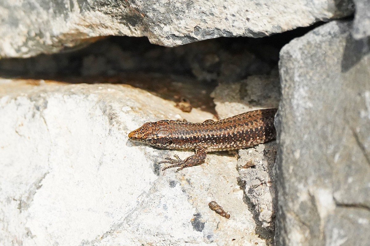 Animals - ML647064026